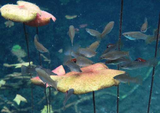 Image of Mangrove molly