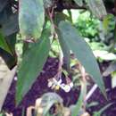 Image of Begonia dietrichiana Irmsch.