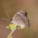 Image of Junonia orithya albicincta Butler 1875