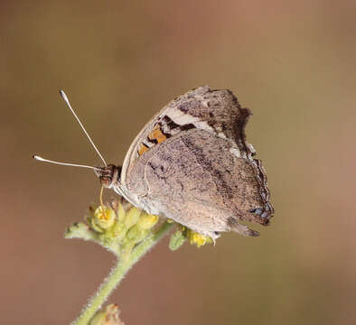 Image of Junonia orithya albicincta Butler 1875