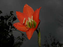 Image of hippeastrum