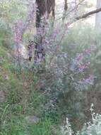 Image de Indigofera australis Willd.