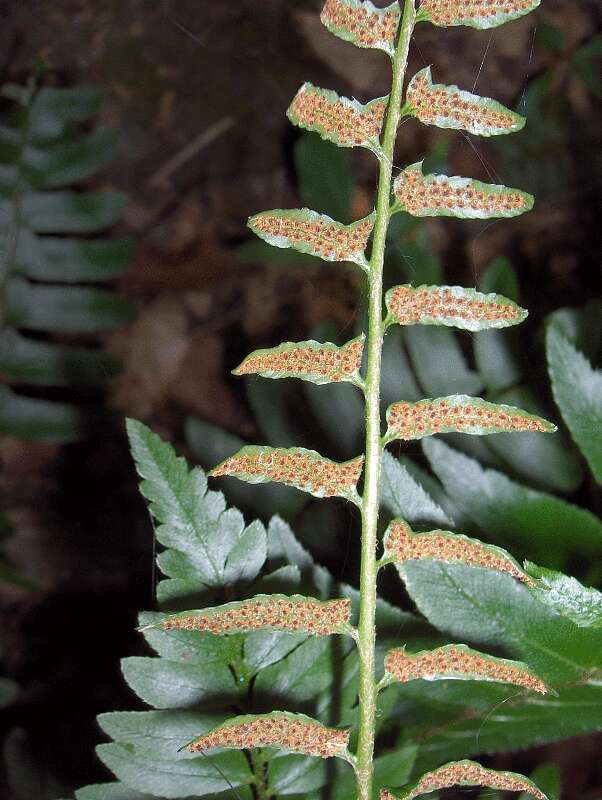 Image of hollyfern