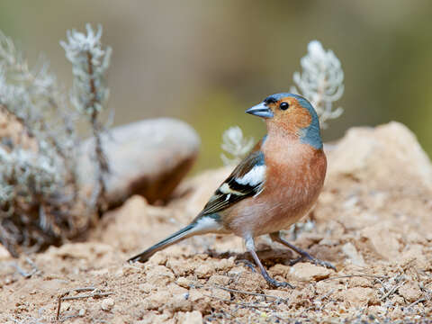 Image of Fringilla Linnaeus 1758