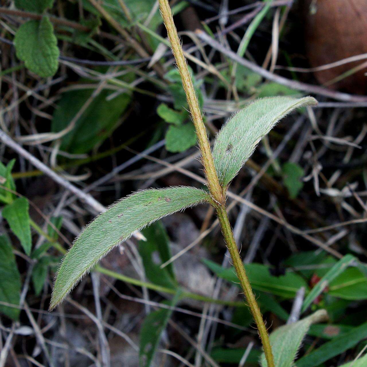 Слика од Pterolepis repanda (DC.) Triana