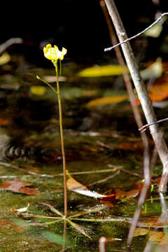 Image of Swollen Bladderwort