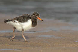 Image of Australian Pied Oystercatcher