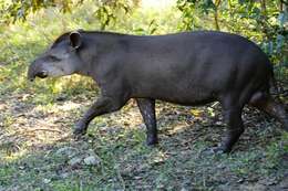 Image de Tapir D'Amérique