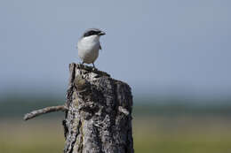 Image of true shrikes