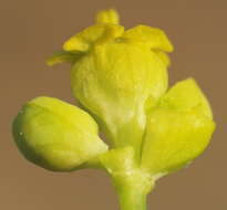 Image of Cypress Spurge