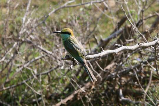 Image of Asian Green Bee-eater