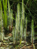 Image of Mare's Tail