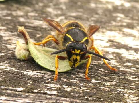 Image of Dolichovespula