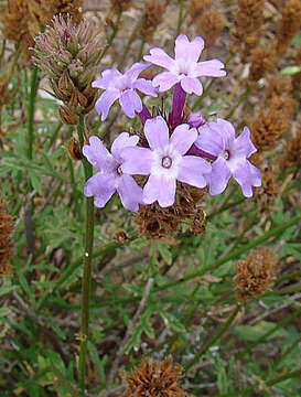 Image of mock vervain