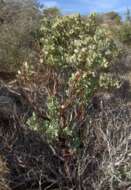 Image of manzanita