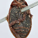 Agabus (Acatodes) zetterstedti Thomson 1856的图像