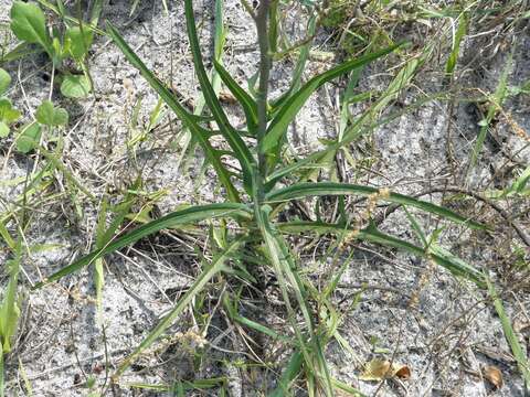 صورة Lactuca graminifolia Michx.