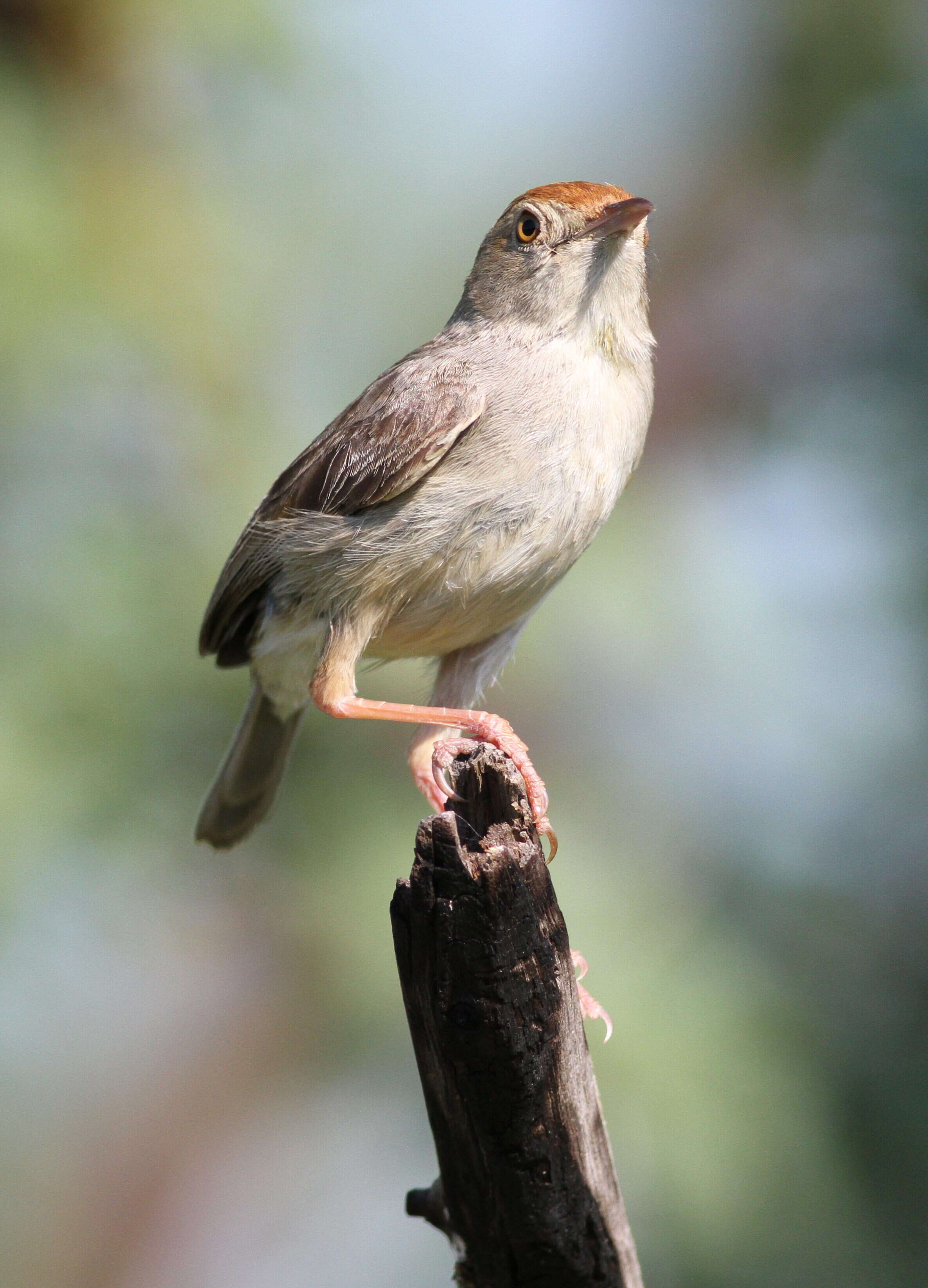 Imagem de Cisticola fulvicapilla (Vieillot 1817)