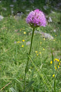 Image of Traunsteinera