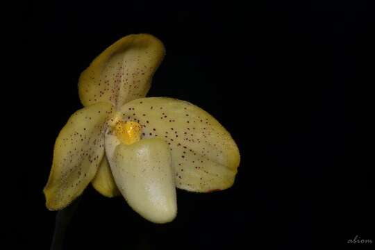 Image of One colored Paphiopedilum