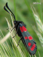 Image of Zygaena