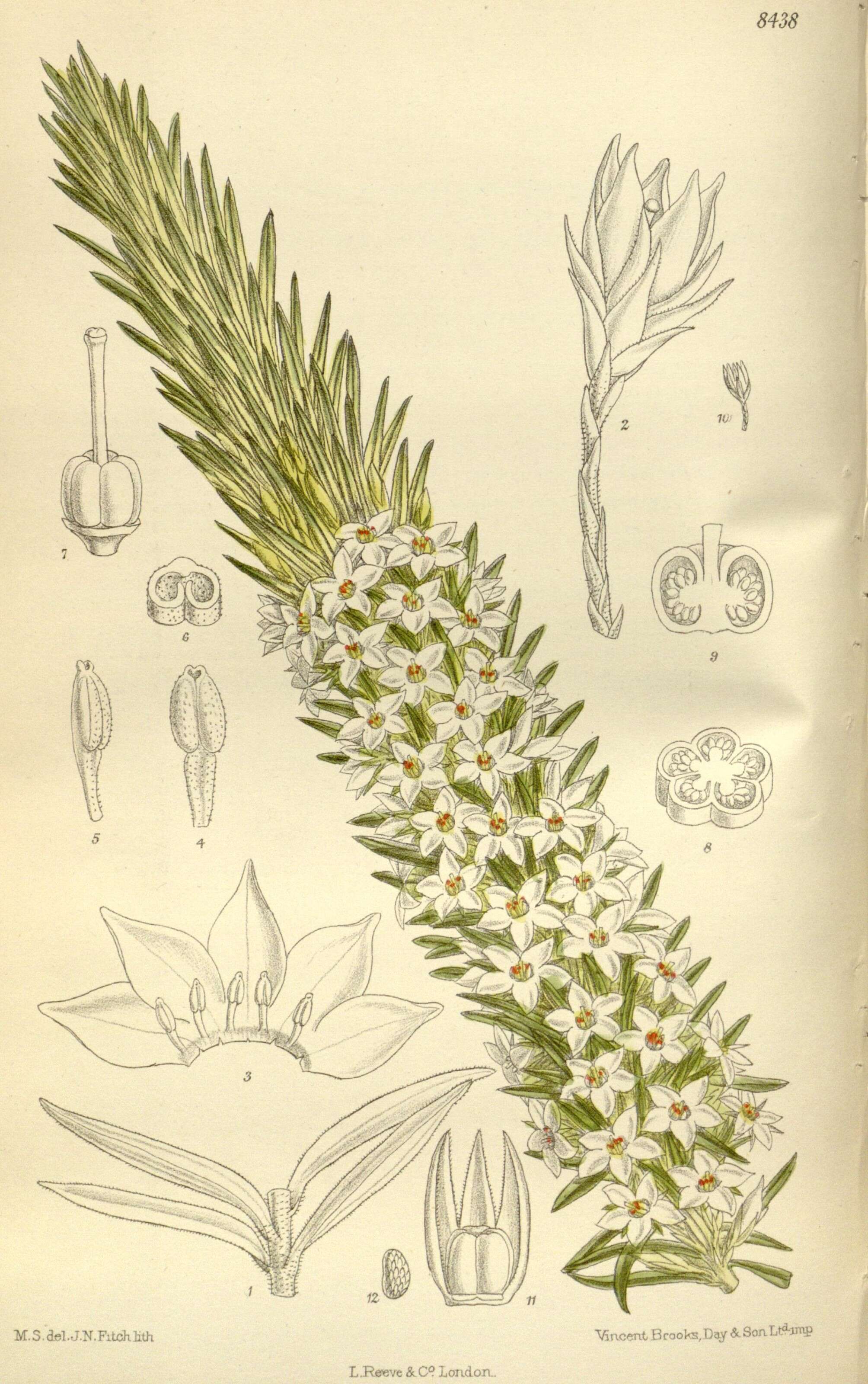Image of Rupicola sprengelioides Maiden