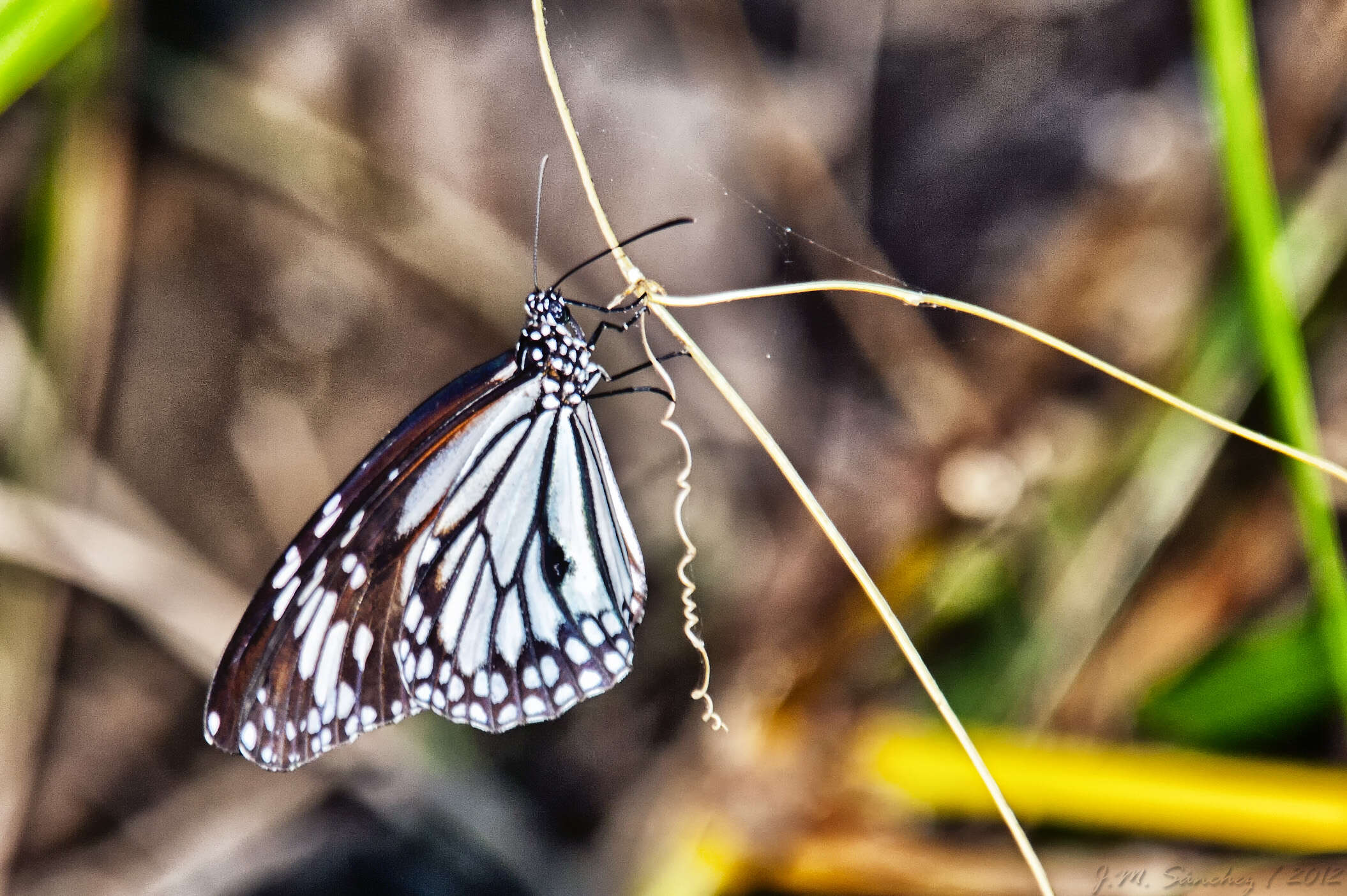 Plancia ëd Danaus (Anosia) melanippus Cramer 1777