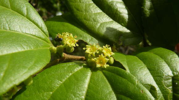 Image of Sarcomphalus joazeiro (Mart.) Hauenschild