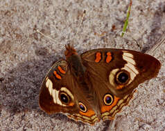 Image of Common buckeye