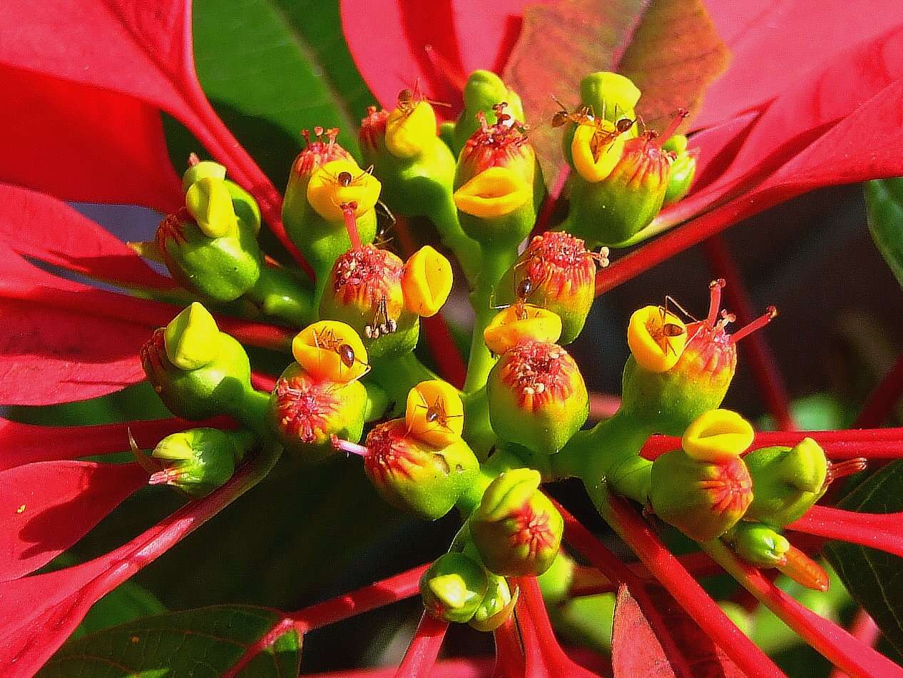 Imagem de Euphorbia pulcherrima Willd. ex Klotzsch