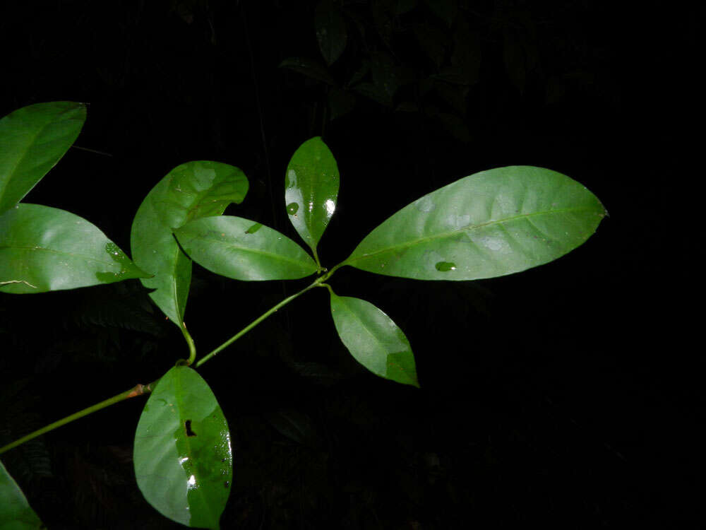 Image of Tovomita stylosa Hemsl.