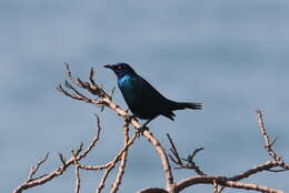 Image of Lamprotornis Temminck 1820