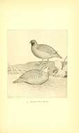 Image of Masked bobwhite (quail)