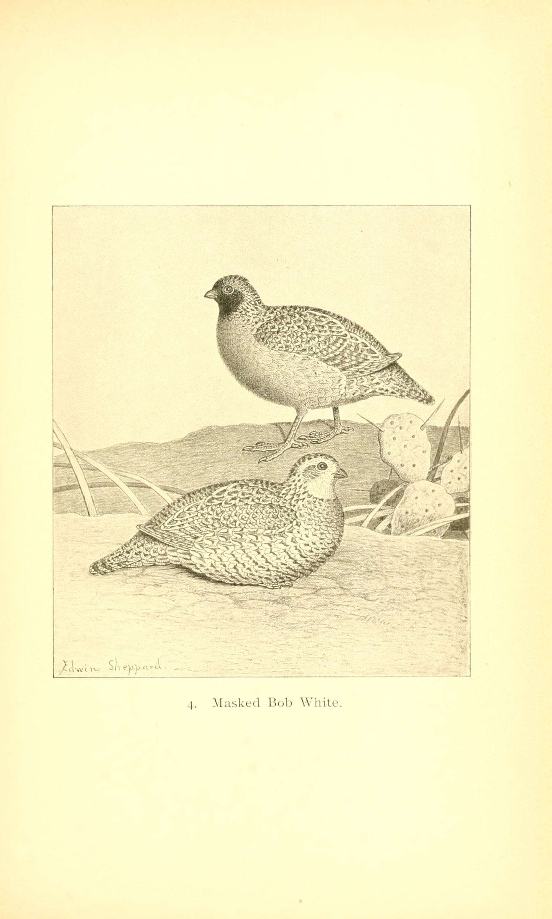 Image of Masked bobwhite (quail)