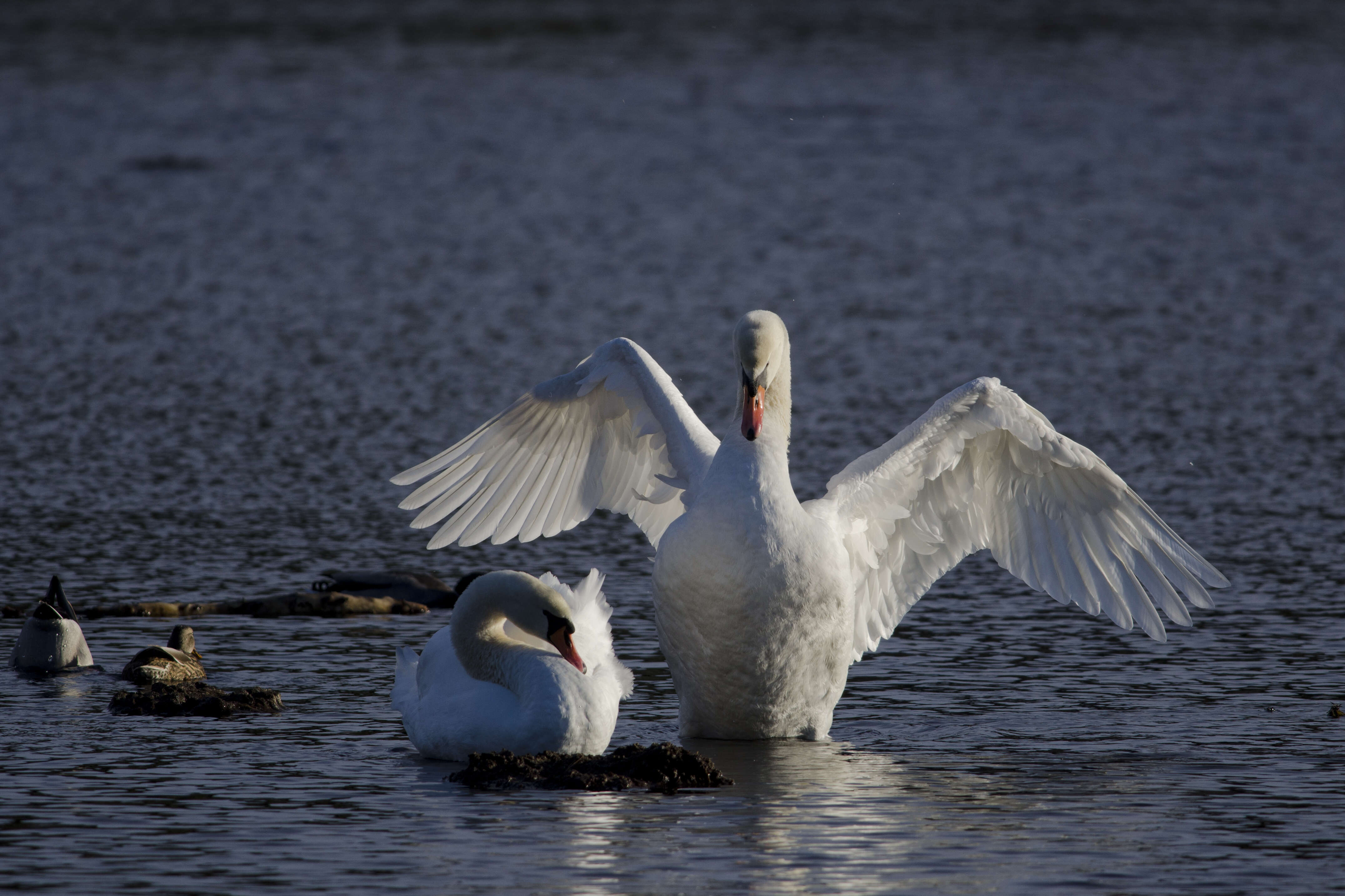 Image of Swan