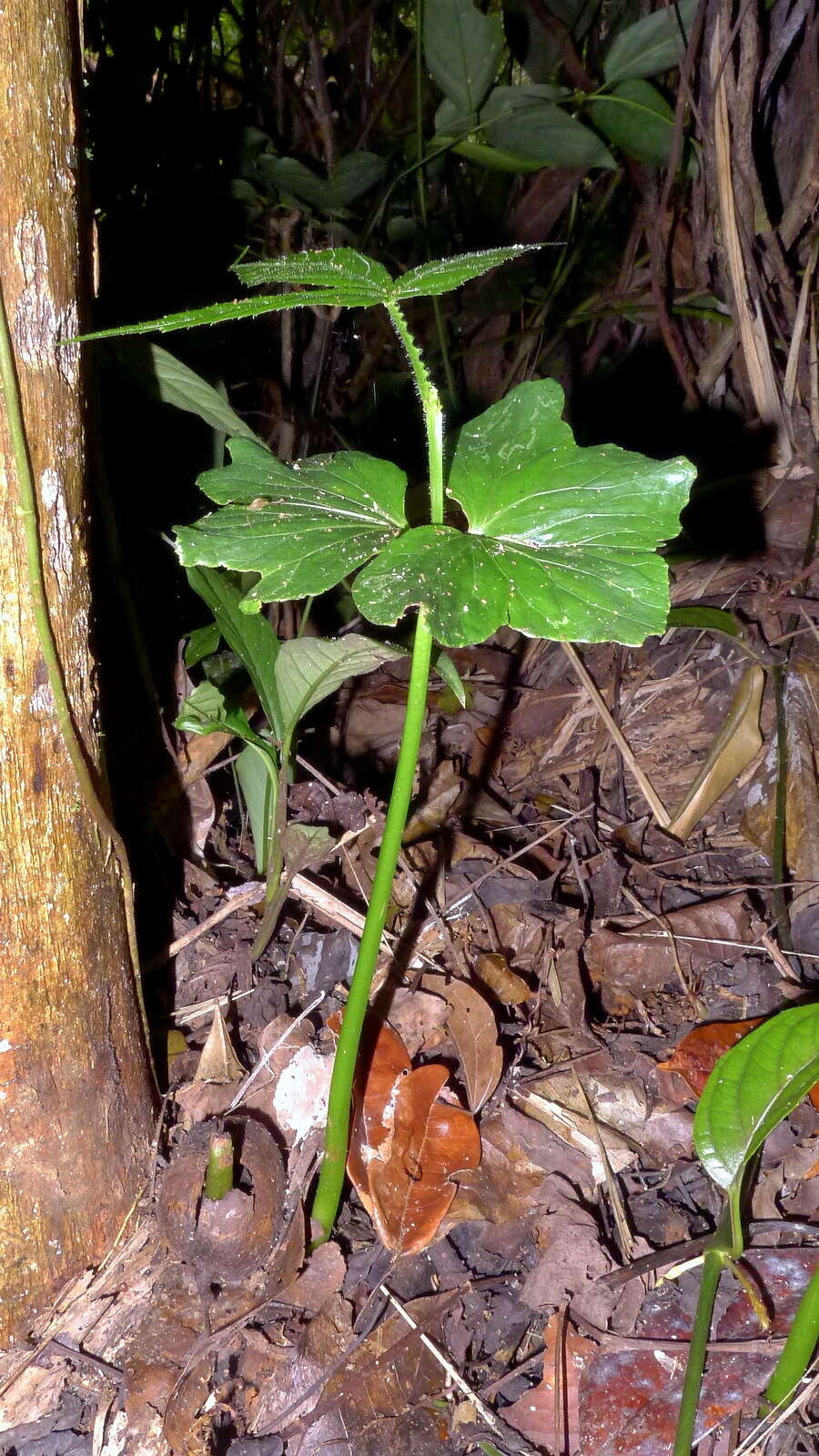 Image of Cissus trigona Willd. ex Roem. & Schult.