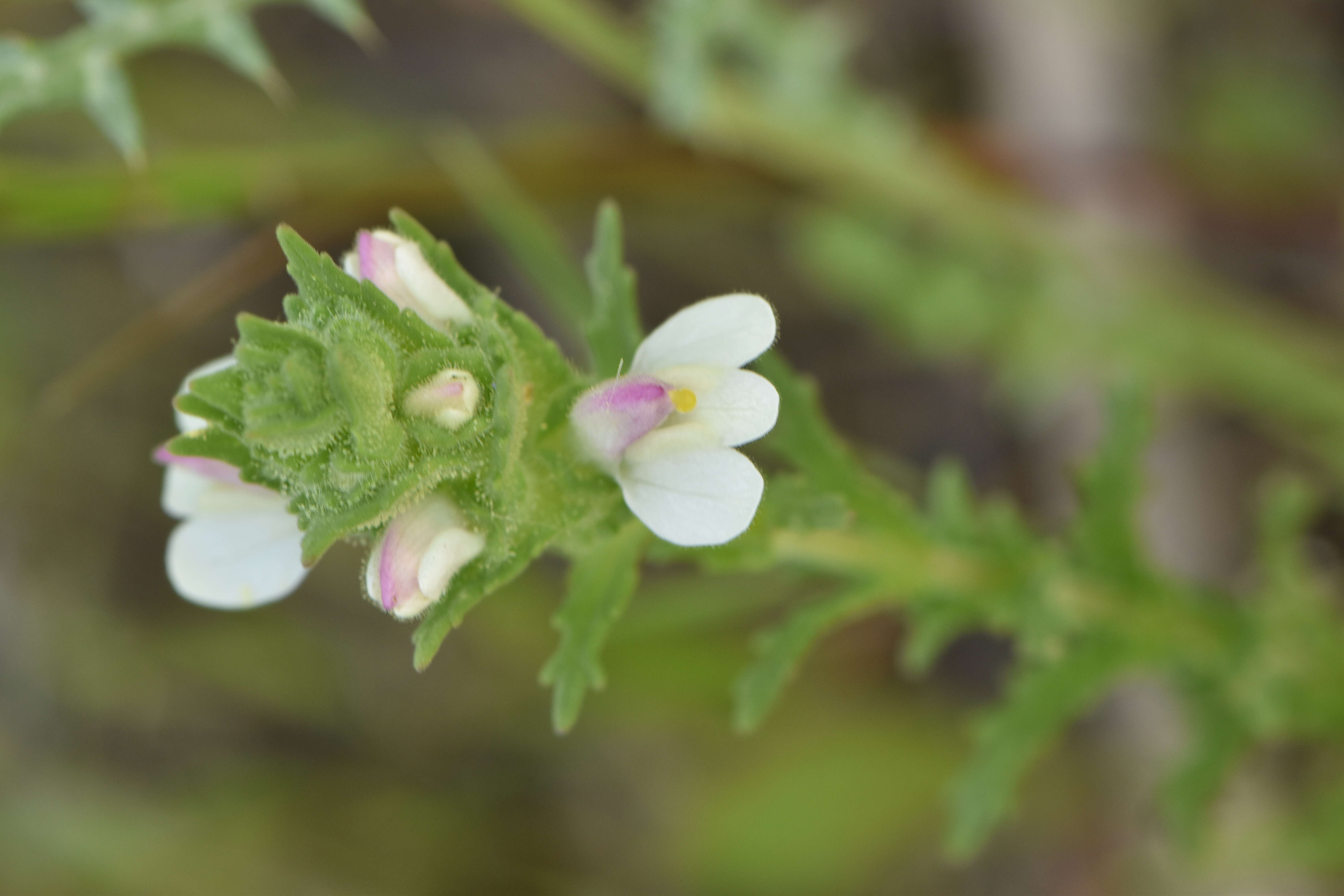 Image of Mediterranean lineseed