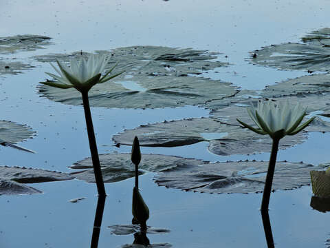 Image of Dotleaf waterlily