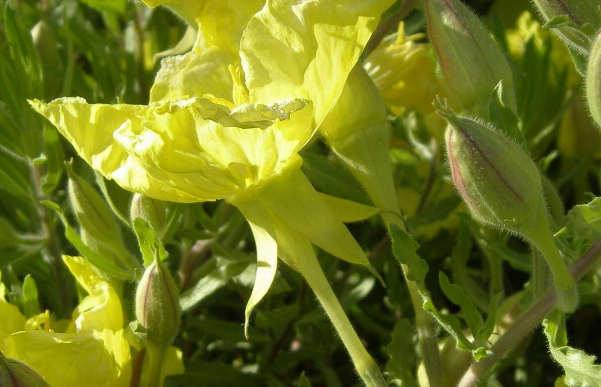 Oenothera hartwegii subsp. hartwegii resmi