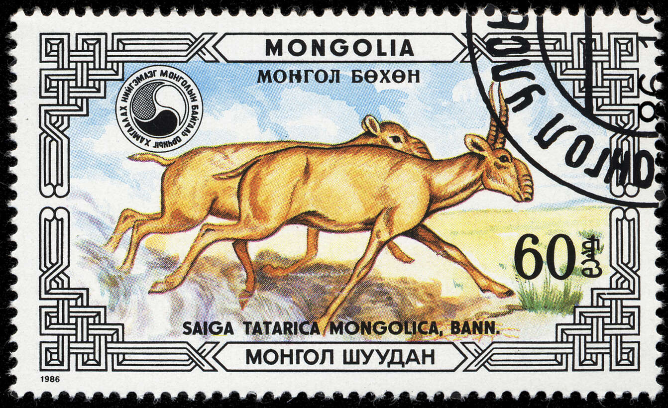 Image of Mongolian Saiga