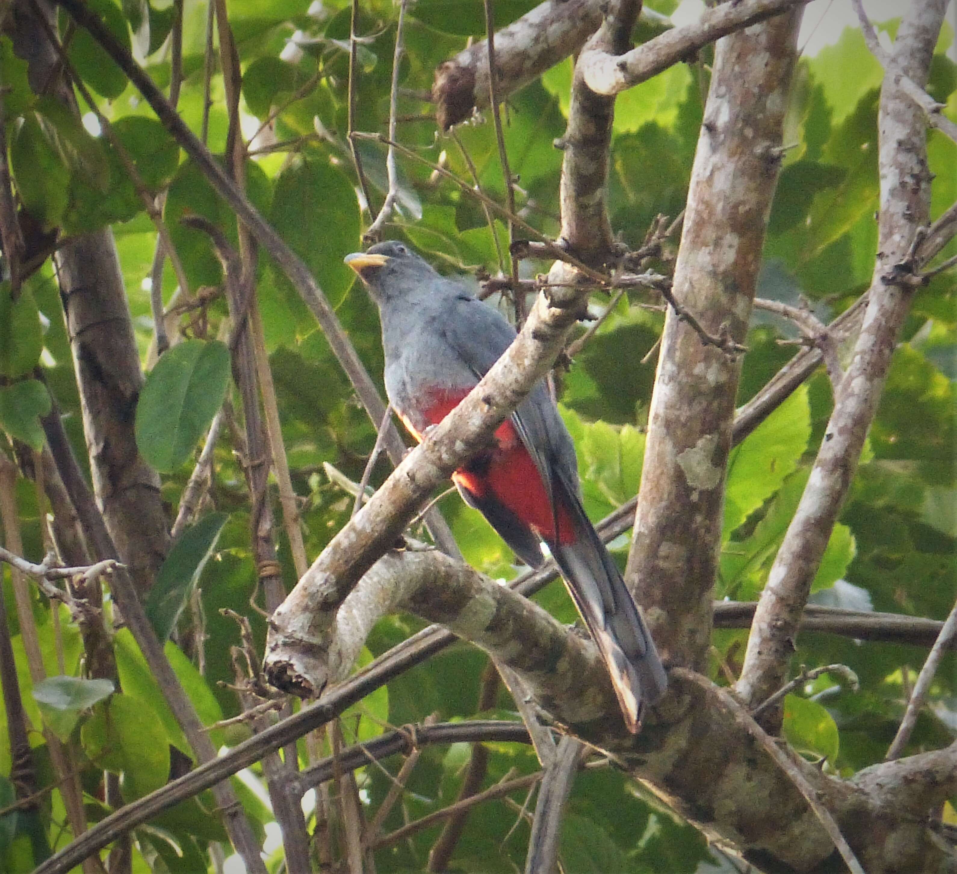 صورة Trogon melanurus Swainson 1838