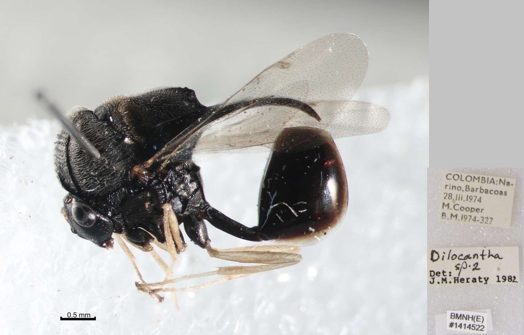 Image of Hymenoptera