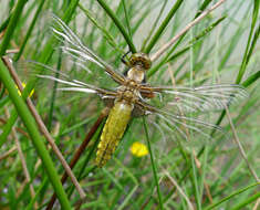 Image of Broad-bodied chaser