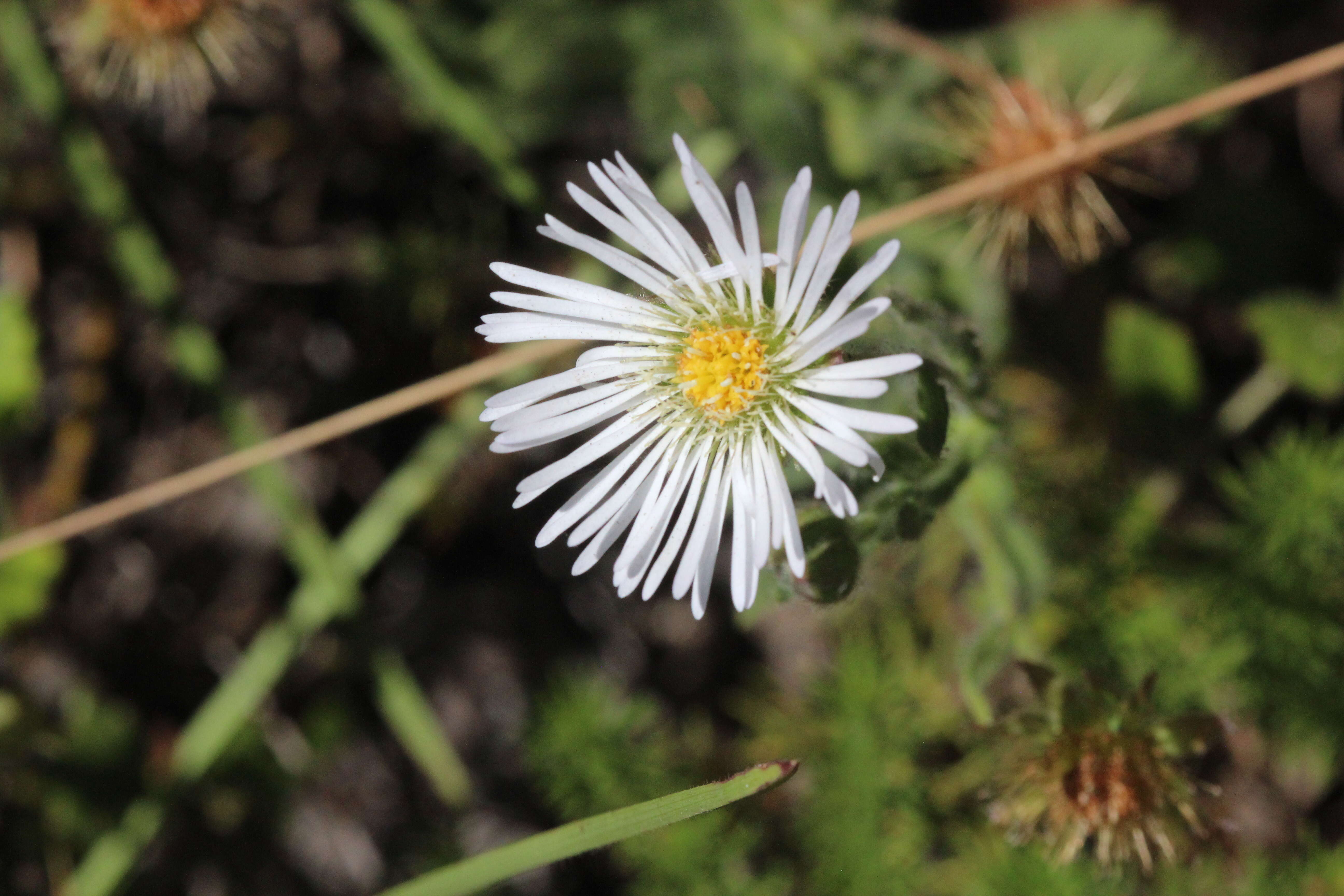 Image of Calotis dentex R. Br.