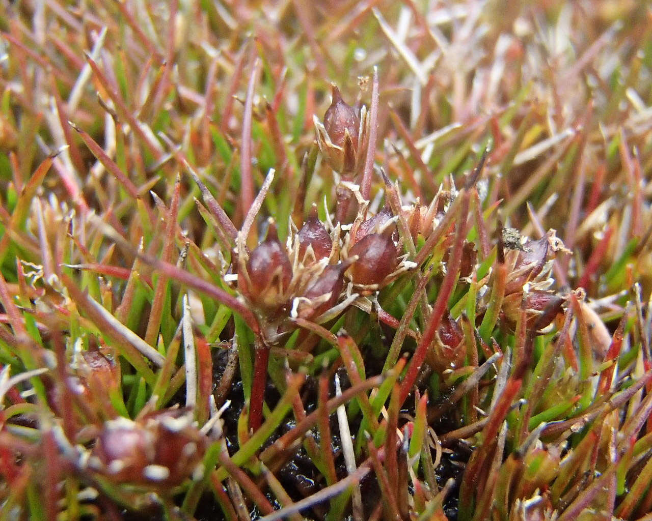 Image of Juncus ratkowskyanus L. A. S. Johnson