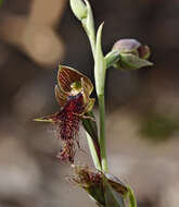 Image of Beard orchids