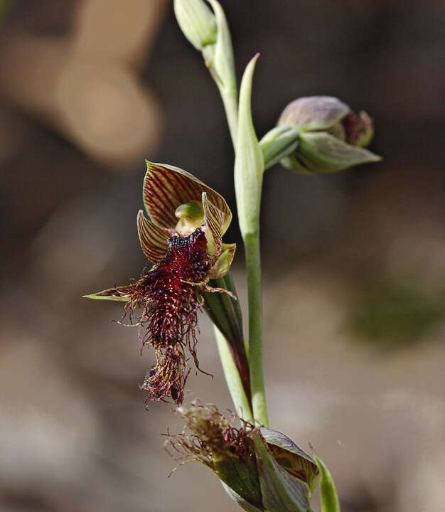 Imagem de Calochilus platychilus D. L. Jones