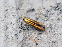 Imagem de Argyresthia goedartella Linnaeus 1758