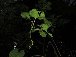 Image of Cissus biformifolia Standl.