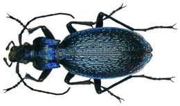 Image of Blue Ground Beetle